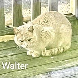 Thumbnail photo of Walter #3