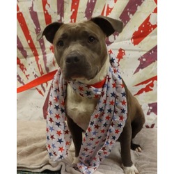 Photo of Adoptable Pepper