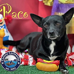 Thumbnail photo of Paco #2