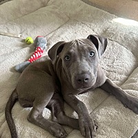 adopt a pet
