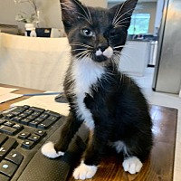 adopt a pet