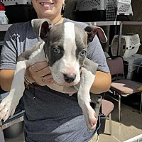 adopt a pet