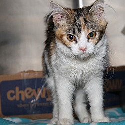 Thumbnail photo of Patches (Spayed) #2