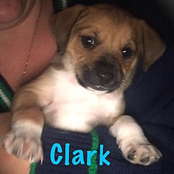 Photo of Clark