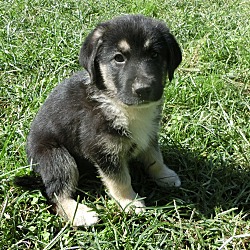 Thumbnail photo of Orla~adopted! #4