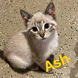 Thumbnail photo of Ash (Female) #1