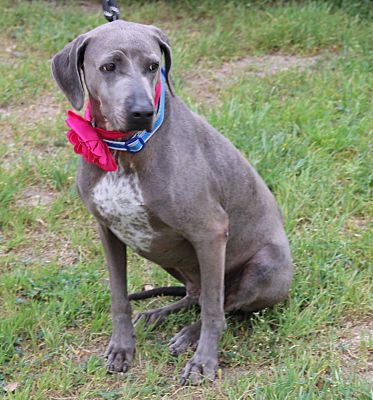 Bandera, TX - Blue Lacy/Texas Lacy. Meet Blue a Pet for Adoption