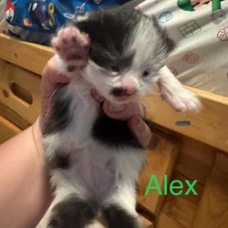 Thumbnail photo of Alex #3