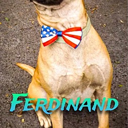 Photo of Ferdinand