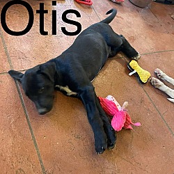 Thumbnail photo of Otis #1