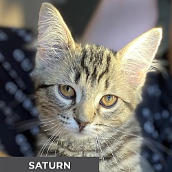 Thumbnail photo of Saturn #1