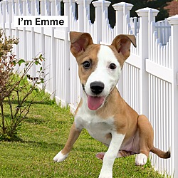 Thumbnail photo of Emme - E Litter #1