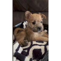 adopt-pet