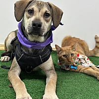 adopt a pet