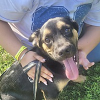 adopt a pet