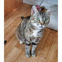 adopt-pet