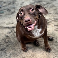 adopt a pet