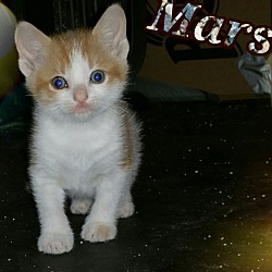 Thumbnail photo of Mars #1