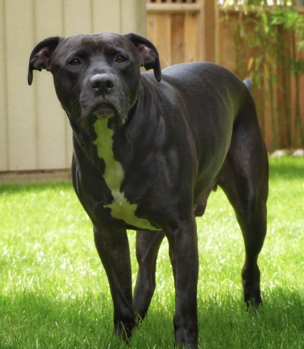 Adopt Bozley a Black Labrador Retriever / Pit Bull Terrier