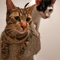 Photo of Hershey & Moo