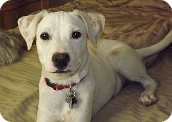 jack russell terrier lab mix puppy