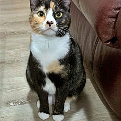 Photo of TAKI - Offered by Owner -  Bonded with NORI