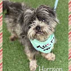 Photo of Harrison - Adoption Pending