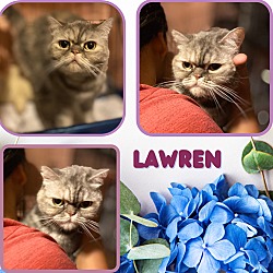 Thumbnail photo of Lawren - a sweet, gentle girl #1