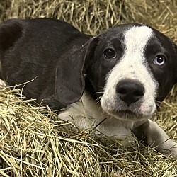 Thumbnail photo of Hayride Henry #2