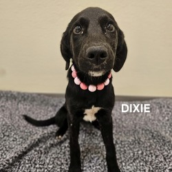 Thumbnail photo of Dixie #2