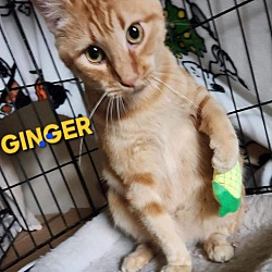 Thumbnail photo of Ginger #3