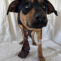 adopt a pet