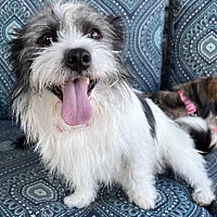 adopt a pet