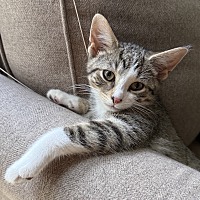 adopt a pet