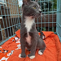 adopt a pet