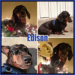 Thumbnail photo of Edison #4