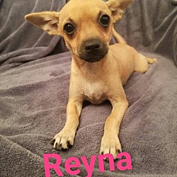 Thumbnail photo of Reyna #2