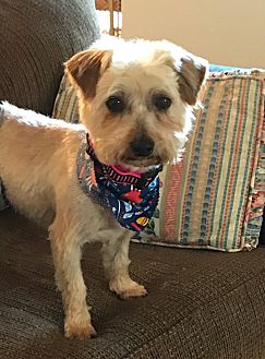 belly bands for male dogs petsmart