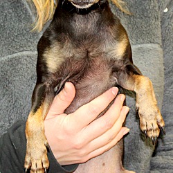 Thumbnail photo of Gidget ~adopted! #2