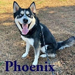Photo of Phoenix 28718