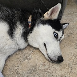 Thumbnail photo of Max (Husky) #2