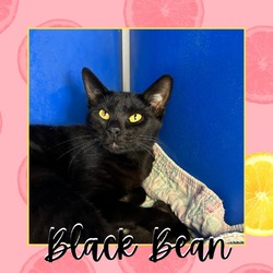 Thumbnail photo of Black Bean #2