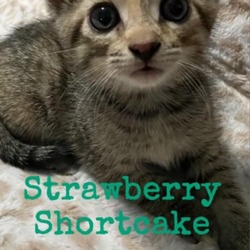 Thumbnail photo of Strawberry Short Cake #3