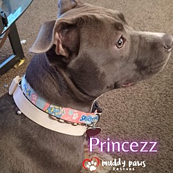 Thumbnail photo of Princezz  (Courtesy Post) #1