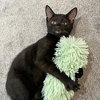 adopt a pet