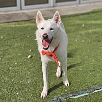 adopt-pet