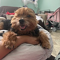 adopt a pet