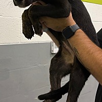 adopt a pet
