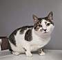 CRANBERRY (AKA BETTY) - Domestic Shorthair available for adoption