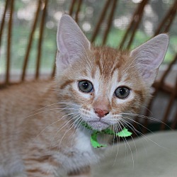 Thumbnail photo of Lannister (green collar) #3